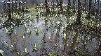 mizubasho2-20250409052029.jpg