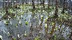 mizubasho2-20250409060029.jpg