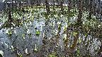 mizubasho2-20250409061030.jpg