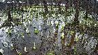 mizubasho2-20250409063030.jpg