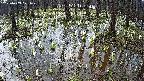 mizubasho2-20250409071029.jpg