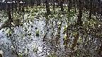 mizubasho2-20250409084030.jpg