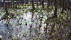 mizubasho2-20250409085030.jpg