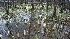 mizubasho2-20250409092032.jpg