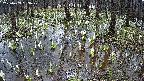 mizubasho2-20250409093030.jpg