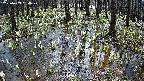 mizubasho2-20250409094030.jpg