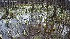 mizubasho2-20250409104031.jpg