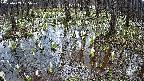 mizubasho2-20250409105030.jpg