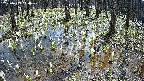 mizubasho2-20250409110029.jpg