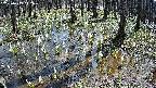mizubasho2-20250409112031.jpg