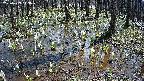 mizubasho2-20250409113033.jpg