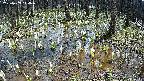 mizubasho2-20250409114029.jpg