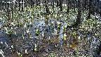 mizubasho2-20250409120031.jpg