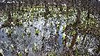 mizubasho2-20250409121031.jpg