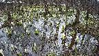 mizubasho2-20250409123032.jpg