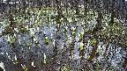 mizubasho2-20250409131029.jpg