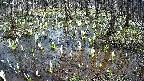mizubasho2-20250409133026.jpg