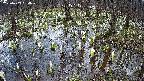 mizubasho2-20250409134030.jpg