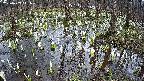 mizubasho2-20250409141032.jpg