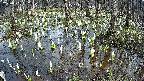 mizubasho2-20250409142029.jpg