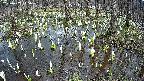 mizubasho2-20250409145028.jpg