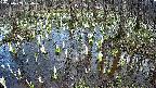 mizubasho2-20250409154030.jpg