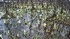 mizubasho2-20250409155028.jpg