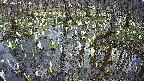 mizubasho2-20250409160028.jpg