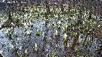 mizubasho2-20250409161032.jpg