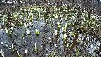mizubasho2-20250409162030.jpg