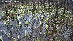 mizubasho2-20250409163029.jpg