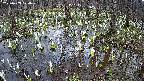 mizubasho2-20250409170030.jpg