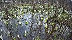mizubasho2-20250409171027.jpg
