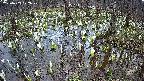 mizubasho2-20250409172029.jpg