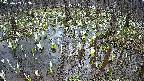 mizubasho2-20250409173029.jpg