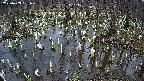 mizubasho2-20250409181031.jpg