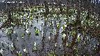 mizubasho2-20250410050029.jpg