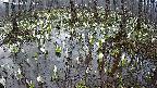 mizubasho2-20250410051028.jpg