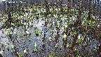 mizubasho2-20250410052031.jpg