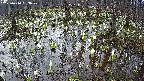mizubasho2-20250410053030.jpg