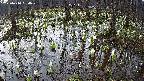 mizubasho2-20250410060029.jpg