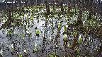 mizubasho2-20250410061031.jpg