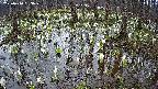mizubasho2-20250410063032.jpg