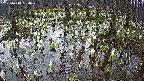 mizubasho2-20250410064030.jpg