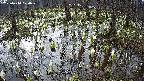 mizubasho2-20250410070029.jpg