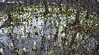 mizubasho2-20250410072028.jpg