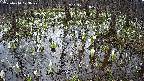 mizubasho2-20250410073031.jpg