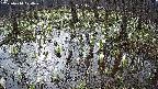 mizubasho2-20250410074031.jpg