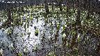mizubasho2-20250410075029.jpg
