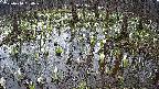 mizubasho2-20250410080034.jpg